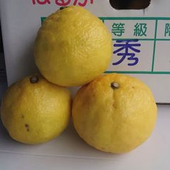 長崎県産 はるかみかん 秀品  小 5kg
