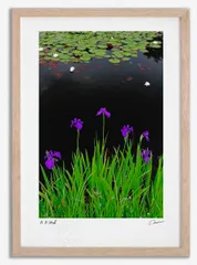 アートフォト 絵画 カキツバタと睡蓮1 高橋真澄/インテリア 額入り 額装込 風景画 油絵 ポスター アート アートパネル リビング 玄関 プレゼント モダン アートフレーム 飾る Mサイズ おしゃれ 壁掛け 絵