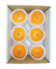 せとか贈答用　約1.5kg