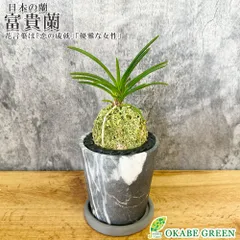 風蘭鉢　富貴蘭　九谷焼 風蘭鉢 富貴蘭 九谷焼 富貴蘭の鉢