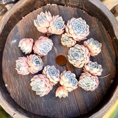 マリーベル双頭×2株   エケベリア　韓国苗　多肉植物