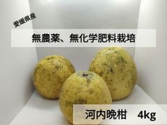 愛媛県産、無農薬、無化学肥料栽培　河内晩柑　4kg