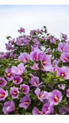 ムクゲ、花色不明