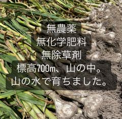 にんにく　1kg　無農薬　無化学肥料　無除草剤