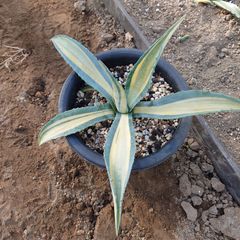 アガベ　アメリカーナ　メディオピクタ　ゴールド　直径約35㎝　AGAVE