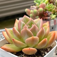 多肉植物 ☘️ ピンクシャンペーン 大苗 抜き苗