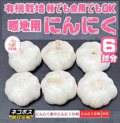 2024年　優しい栽培方法のにんにく　6球　種食兼用　バラしてネコポス　にんにくひめ