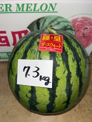 北海道沖縄離島追加送料無し　熊本県産すいか《羅皇ザスウィート》1玉現品販売