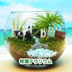 牧場【苔テラリウム・手作りキット一式】コウヤノマンネングサ
