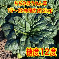 冬季限定】群馬県伊勢崎市産 ちぢみほうれん草【産地直送