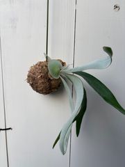 P1346 ビカクシダ ウィリンキーシルバーフェニックス P