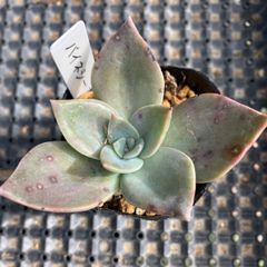 バイネシー　抜き苗　多肉植物　モフ多肉　エケベリア　グラプトベリア