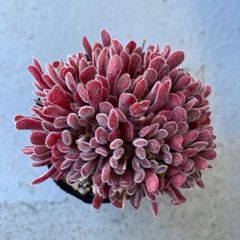 速達＊多肉植物 クラッスラ プベスケンス カット苗 発根済