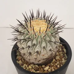 孤竜丸　カキコ　白肌　まん丸　良型　コレクション　コルムナアルバ コピアポア コルムナアルバ 
