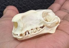 高品質　小型犬 プードルの頭骨 ☆即納☆ 高品質 小型犬 プードルの頭骨 NO.2 - 頭骨・骨格標本