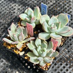 10%引きの商品 10%引きの商品