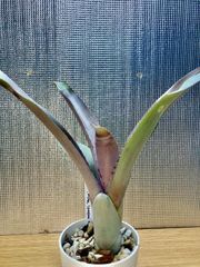 エクメア ムルフォーディ マルバ  Aechmea mulfordii malva 　キンクマ農園☆A0005