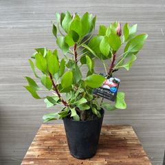 【3本立ち】④ プロテア リトルプリンス 5号 現品 オージープランツ 蕾のみ ①