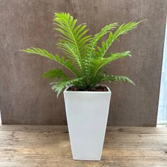 ブレクナム シルバーレディ Blechnum gibbum "Silver lady" 白プラ鉢 現品 ロマリア シシガラシ科ヒリュウシダ属 シダ 観葉植物 観葉 植物 珍奇植物 珍奇 珍しい ハンギングにおすすめ インテリア プレゼント グリーン