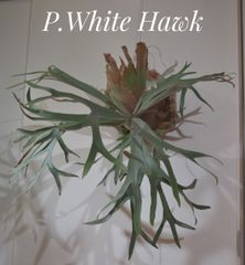 P.White Hawk ビカクシダ　ホワイトホーク