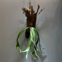 ビカクシダ　ウィリンキー　シルバービューティー　ワイルド株　Platycerium Willinckii ‘silver beauty’　流木付