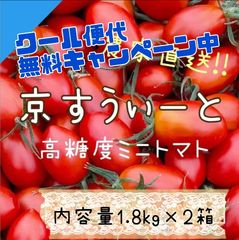 【京すうぃーと 内容量1.8kg×2】京都産 高糖度 フルーツミニトマト
