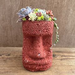 モアイ 多肉寄せ植え 現品 観葉植物 観葉 植物 珍奇植物 珍奇 珍しい レア 希少 多肉植物 多肉 カクタス インテリア プレゼント おもしろい 可愛い