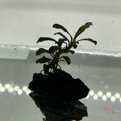 ブセファランドラ　キャサリン　活着　水草