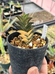 【極上斑入】ハオルチア　ビスコーサ錦　Haworthia viscosa f. vareg 斑入り　ハオルシア 多肉植物