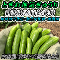 群馬県産【無農薬・無化学肥料・除草剤不使用】の完全自然栽培「ときわ地這（じばい）きゅうり」約5キロ。水分補給や代謝を良くしてくれ、暑い夏には欠かせない栄養素がたっぷり詰まっています！