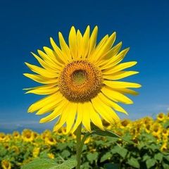 む 様　購入ページ
