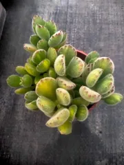 2025年最新】熊童子 多肉植物 錦の人気アイテム - メルカリ