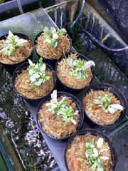 ブセファランドラ sp. ピグマエアマーブル Bucephalandra sp.