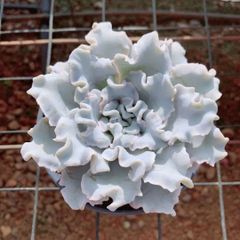 ❤️専用出品❤️✨メルカリ便✨クリスペートビューティー  ❤️抜き苗❤️パープル札 ❤️専用出品❤️✨メルカリ便✨クリスペートビューティー ❤️抜き苗