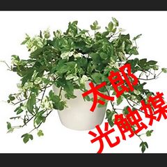 光触媒 人工観葉植物 ウォールグリーン フェイクグリーン モンステラ