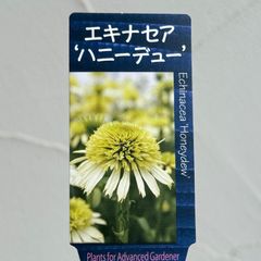 【宿根草】エキナセア・ハニーデュー　3.5号ラベル苗