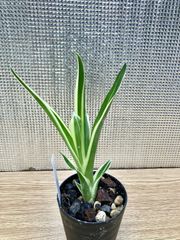 エクメア ガモセパラ ラッキーストライプス (斑入り) Aechmea gamosepala 'Lucky Stripes' キンクマ農園☆A0010