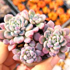 多肉植物  モーサン  抜き苗　良苗　エケベリア 楽天市場】モーサン エケベリア属 多肉植物 9cmポット観葉植物