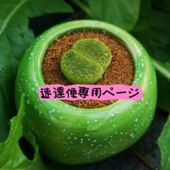 速達便専用ページ