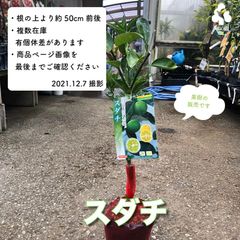果樹★スダチ