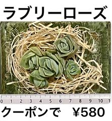 ラブリーローズ 🌹 多肉 多肉植物 大人気