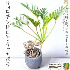 【現品】クッカバラ　幹立ち　8号　青鉢　（2） 現品】クッカバラ 幹立ち 8号 青鉢 （1） - メルカリ