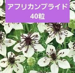 【花の種】ニゲラ　パピローサ　アフリカンブライド　一重咲　４０粒