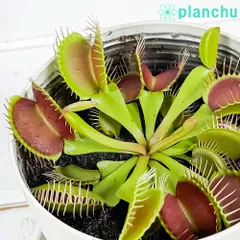 2025年最新】食虫植物の人気アイテム - メルカリ