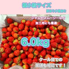 極小粒 6kg 紅ほっぺ いちご 🍓 〜農家直送〜