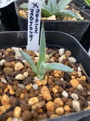 2025年最新】アガベ マクロアカンサの人気アイテム - メルカリ