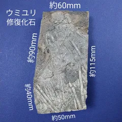 ウミユリ化石鑑定書付