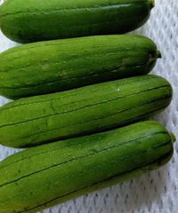 沖縄島野菜！ナーベラー 食用ヘチマおまかせ2kg炒め物や天ぷらにも！！