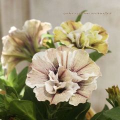 花苗 八重咲き ペチュニア ジュリエット モダンホワイト 3.5号 おしゃれ アンティーク 多年草