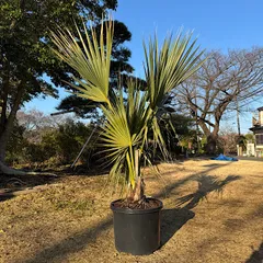 希少 オニサバル サバル カウシアルム サバルヤシ 【公式通販】